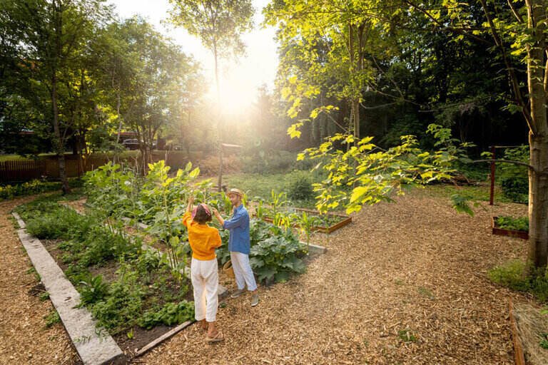 People at home garden during sunset taking care of produce