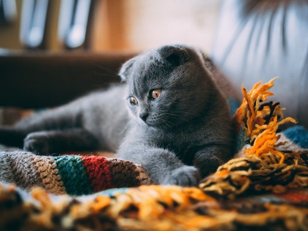 Beautiful pet with silky coat