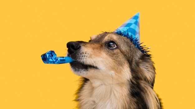 Cute pet with a hat perfect for instagram captions