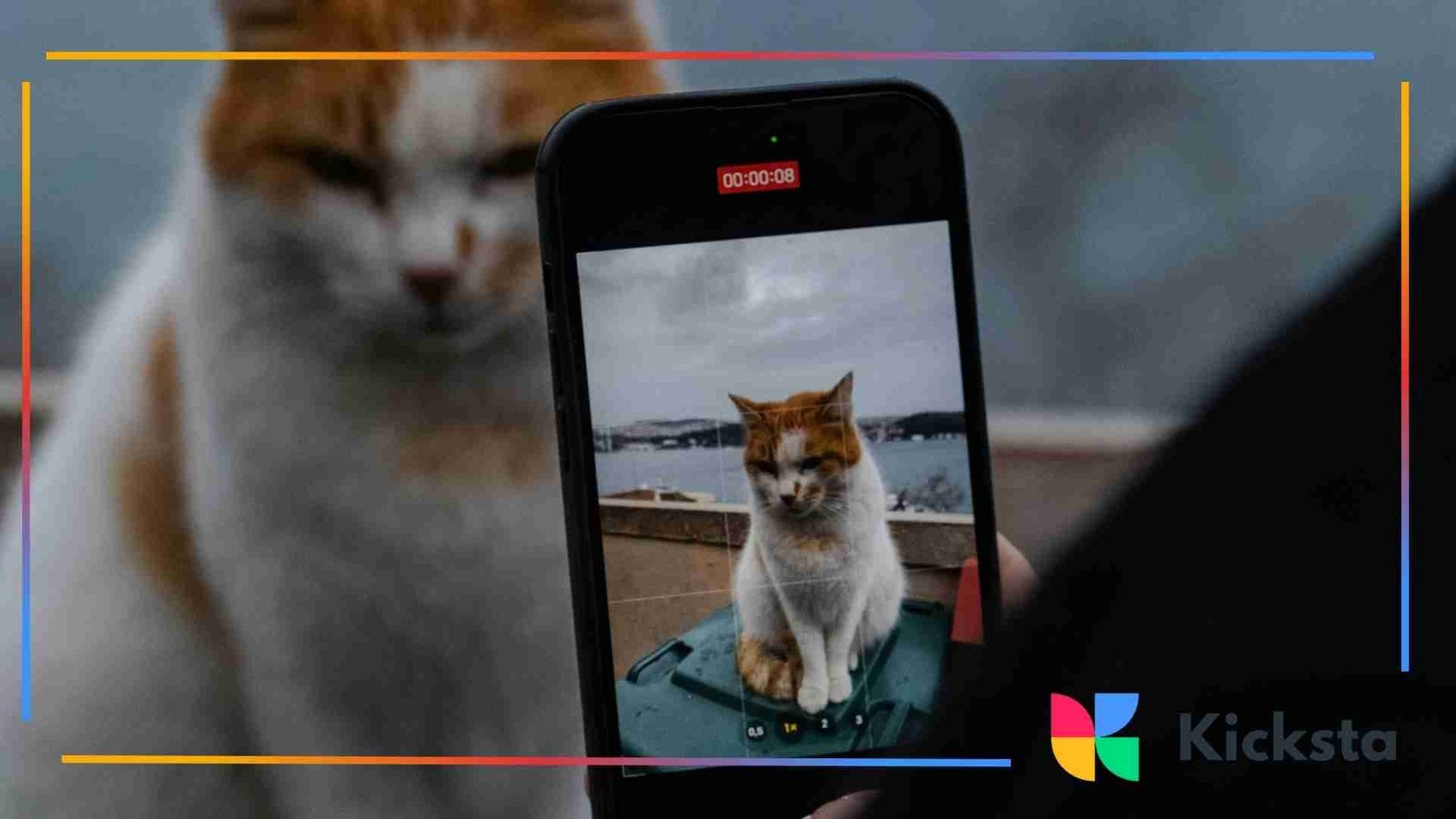 Person holding a smartphone recording a video of an orange and white cat sitting outdoors.